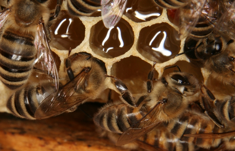 Honigbienen auf Honigwaben mit frischem Honig